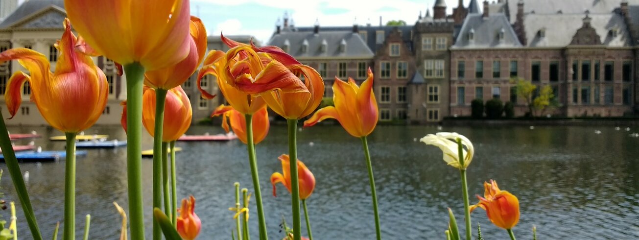 Tulpen Parlamentsgebäude Binnenhof