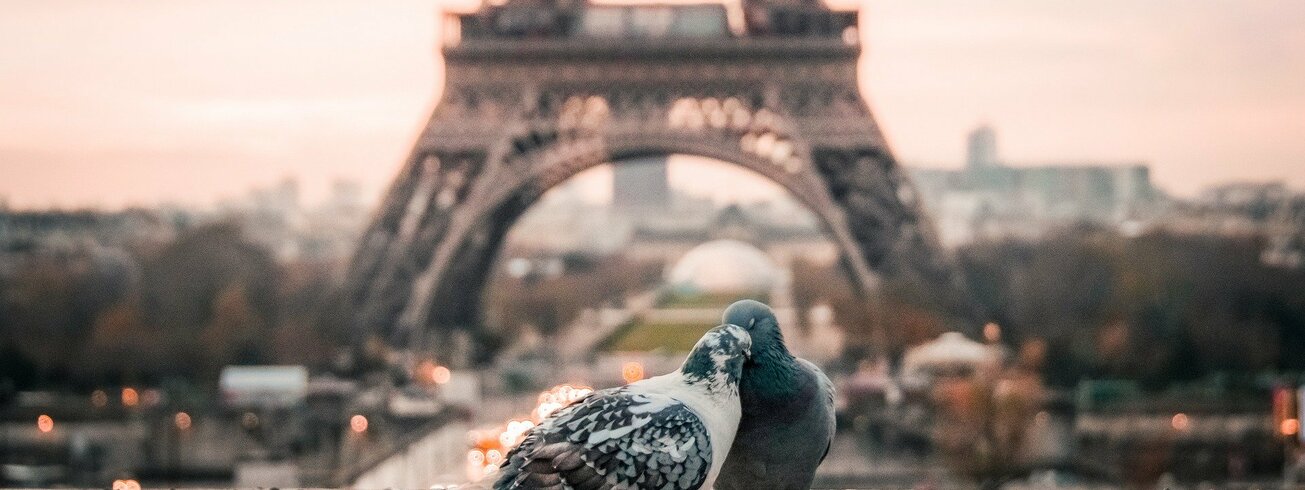 Tauben vor dem Eiffelturm in Paris